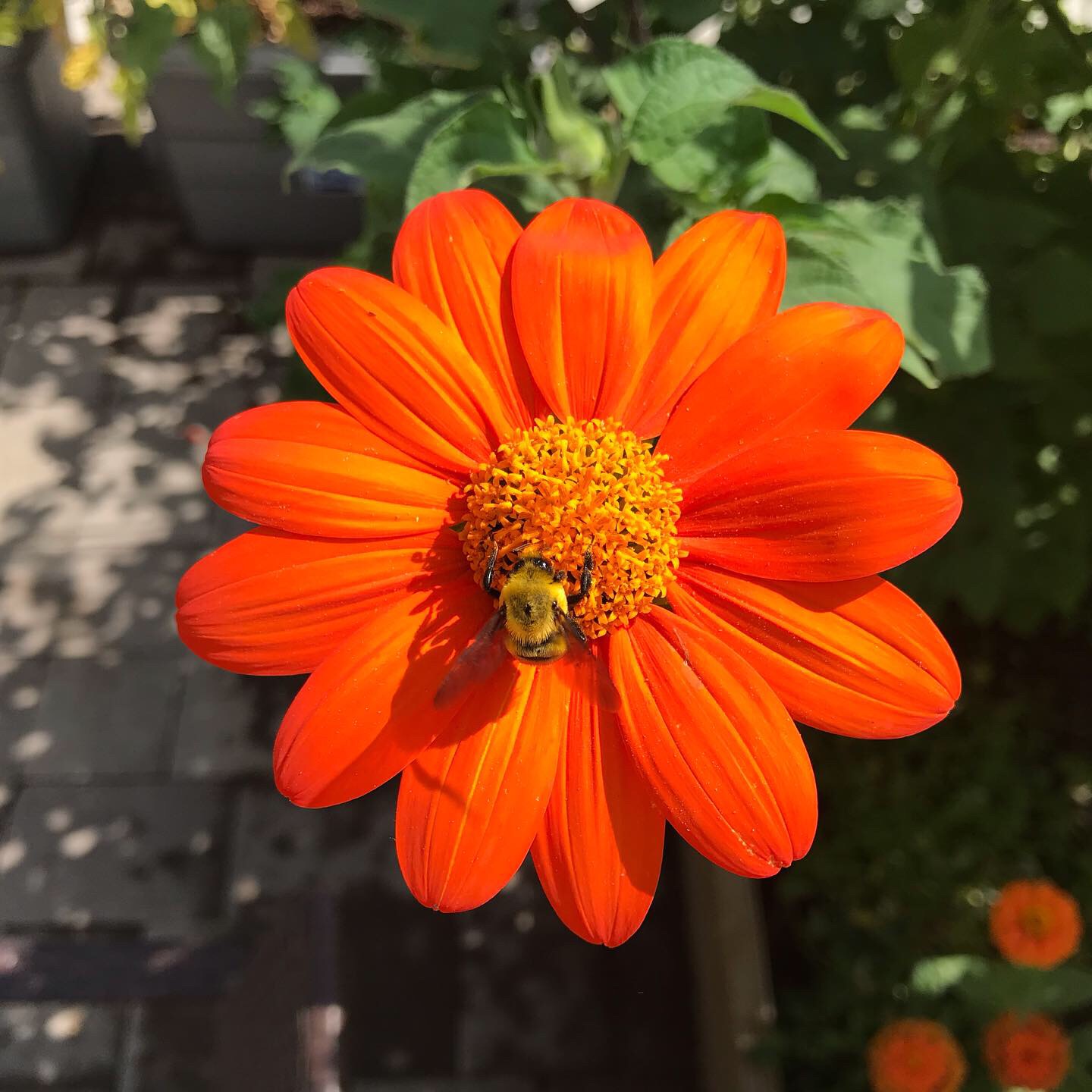 Tithonia Rotundifolia